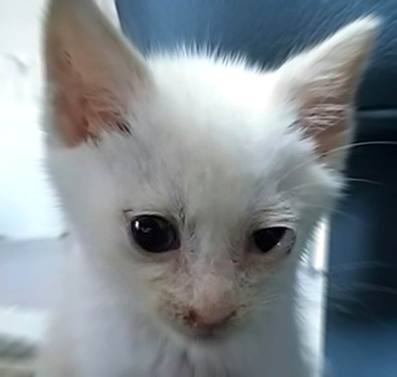 f:id:masami_takasu:20180913092001j:plain