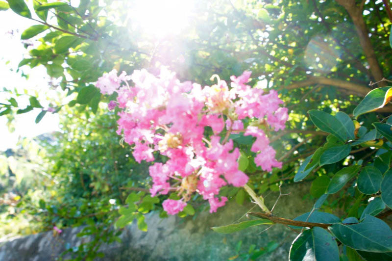f:id:masami_takasu:20180914110128j:plain f:id:masami_takasu:20180914110128j:plain