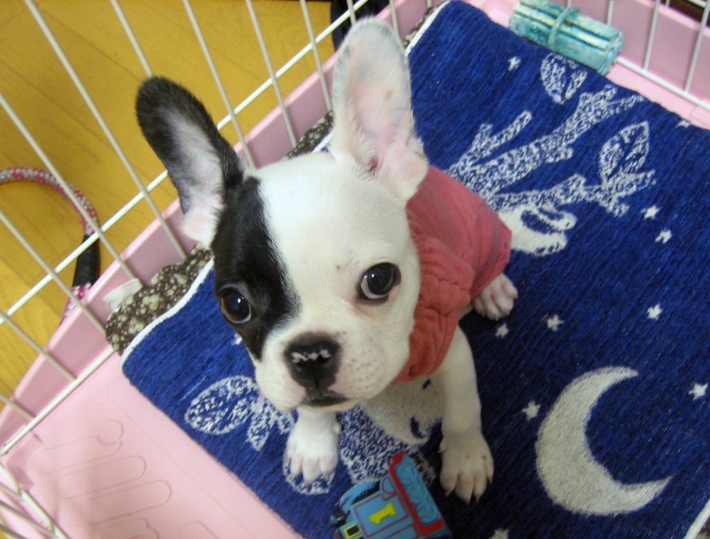 f:id:masami_takasu:20180918114732j:plain