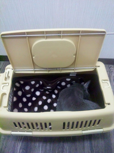 f:id:masami_takasu:20180926102303j:plain f:id:masami_takasu:20180926102303j:plain