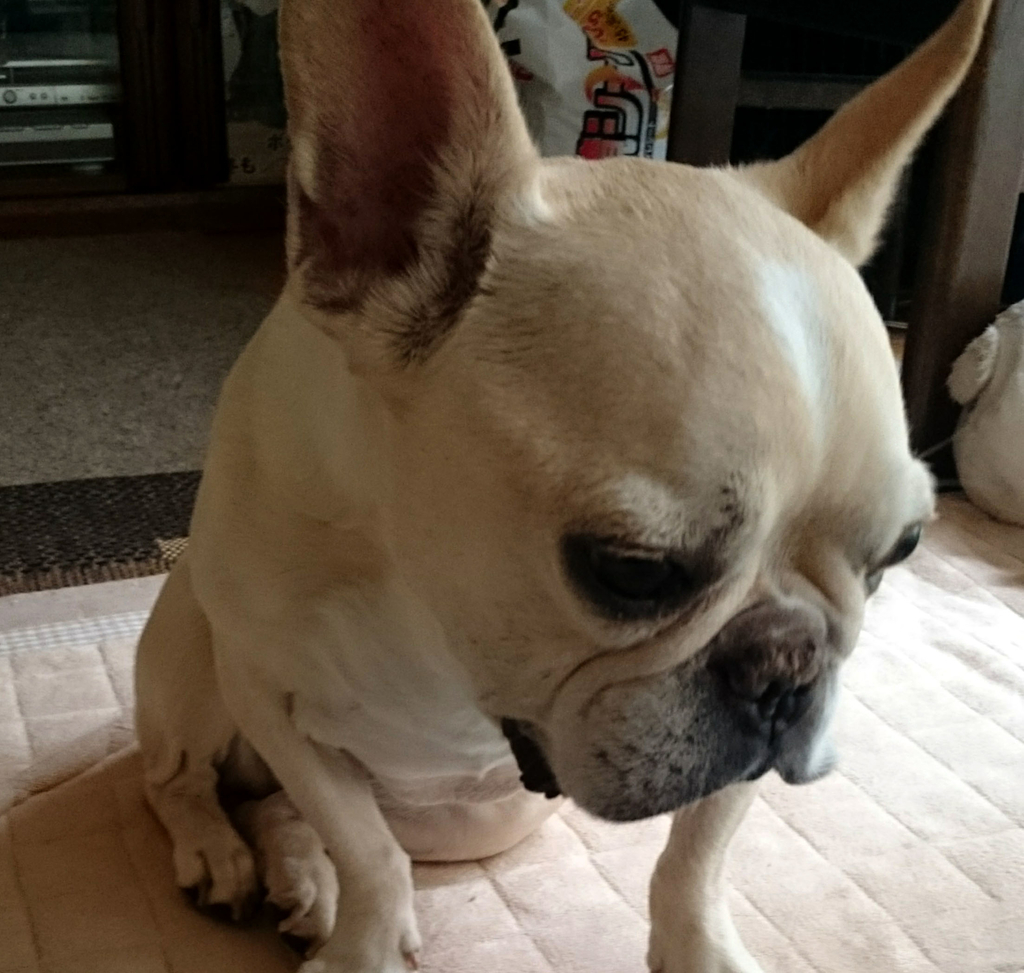 f:id:masami_takasu:20180928235233j:plain f:id:masami_takasu:20180928235233j:plain