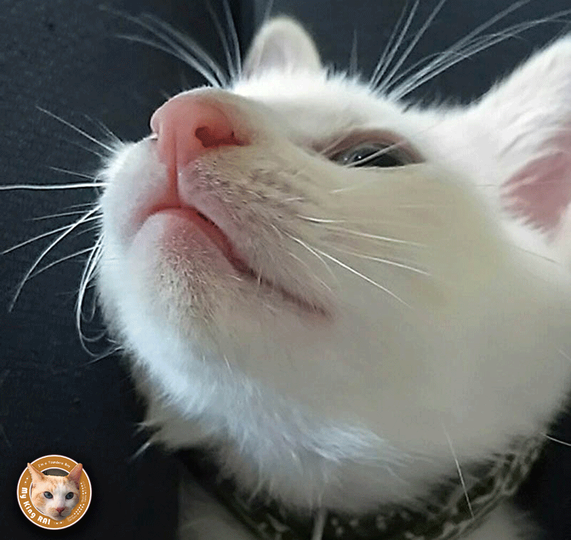 f:id:masami_takasu:20181001111015g:plain f:id:masami_takasu:20181001111015g:plain