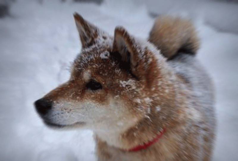 f:id:masami_takasu:20181006102619g:plain f:id:masami_takasu:20181006102619g:plain