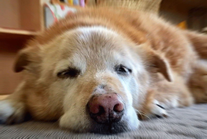 f:id:masami_takasu:20181007000711g:plain