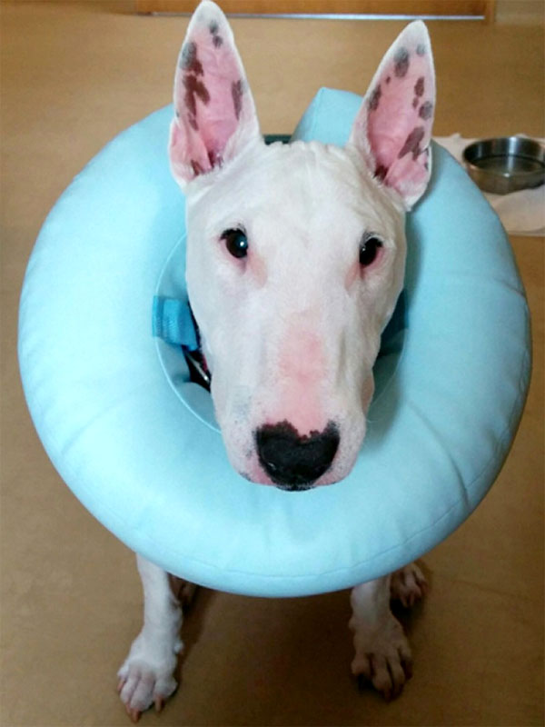 f:id:masami_takasu:20181007125229j:plain