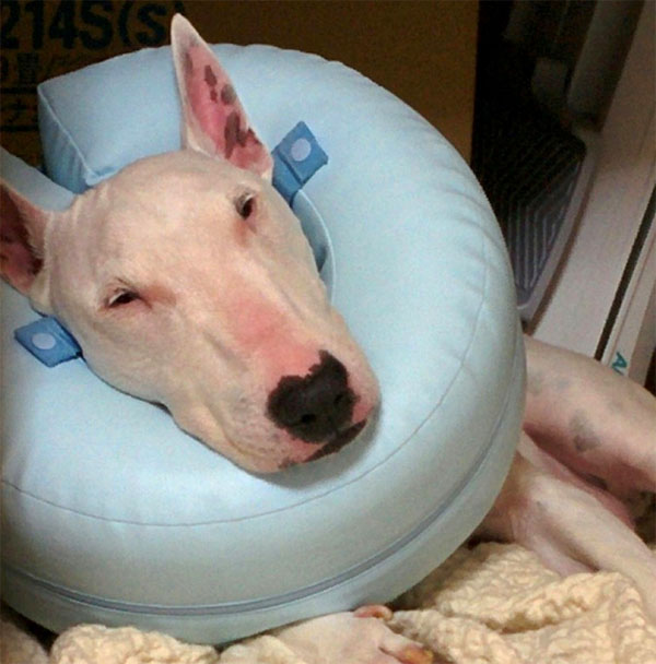 f:id:masami_takasu:20181007125357j:plain