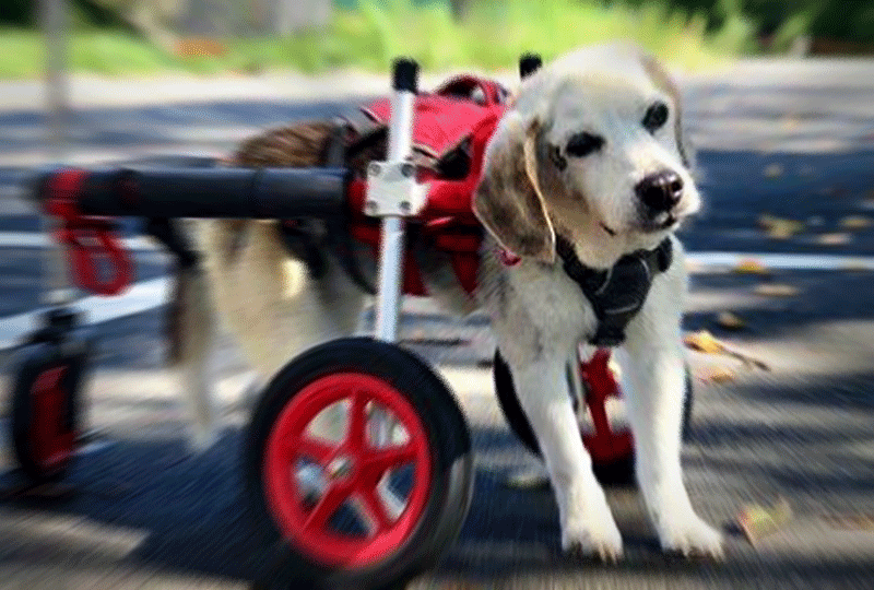 f:id:masami_takasu:20181008105933g:plain