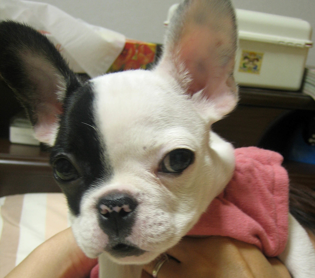 f:id:masami_takasu:20181011090403j:plain