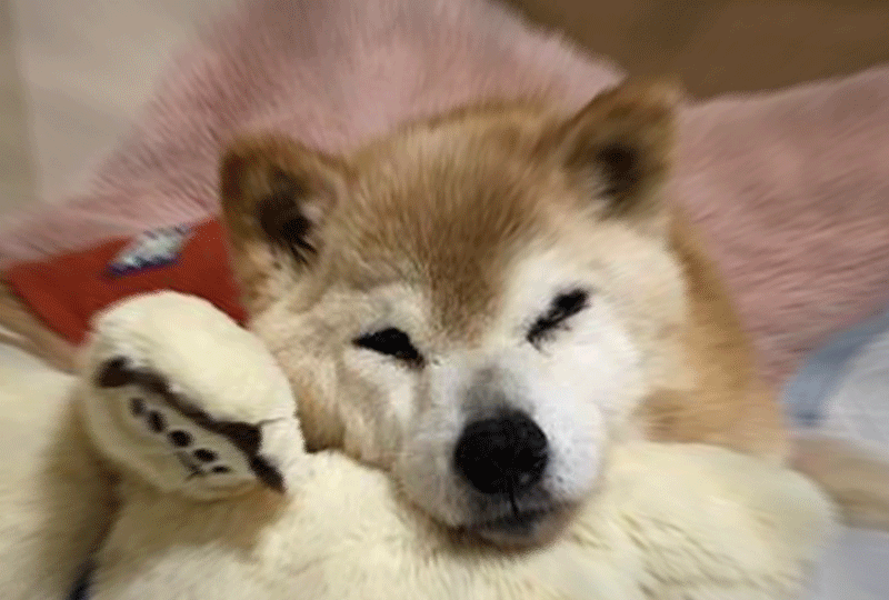 f:id:masami_takasu:20181109024348g:plain f:id:masami_takasu:20181109024348g:plain