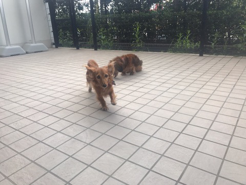 f:id:masami_takasu:20181111121731j:plain f:id:masami_takasu:20181111121731j:plain