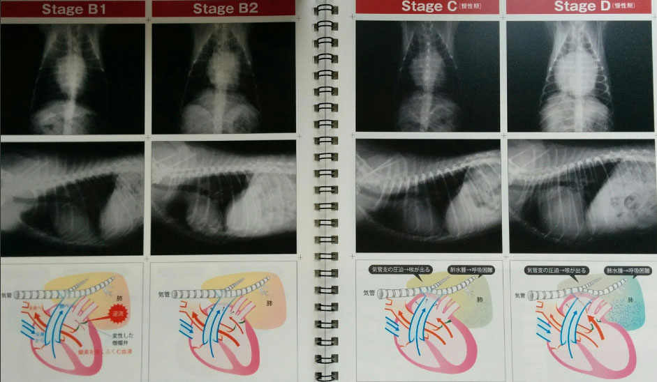f:id:masami_takasu:20181112032909j:plain