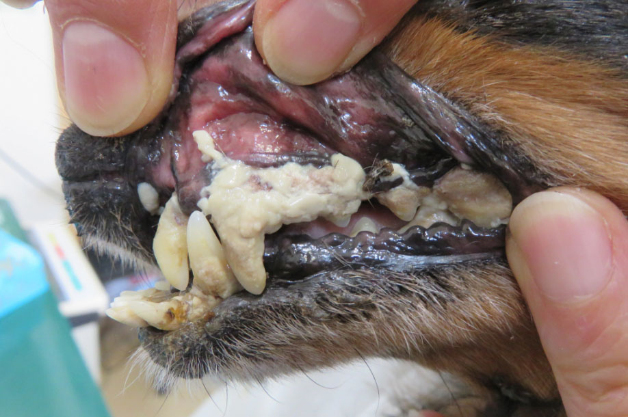 f:id:masami_takasu:20181112143936j:plain