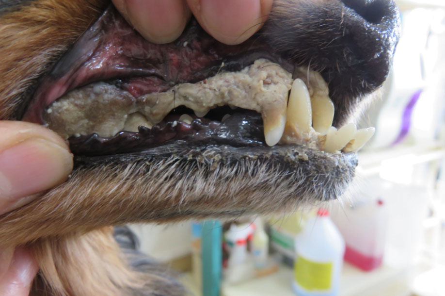 f:id:masami_takasu:20181112143939j:plain