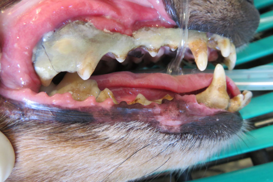 f:id:masami_takasu:20181112144659j:plain