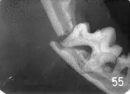 f:id:masami_takasu:20181112145214j:plain