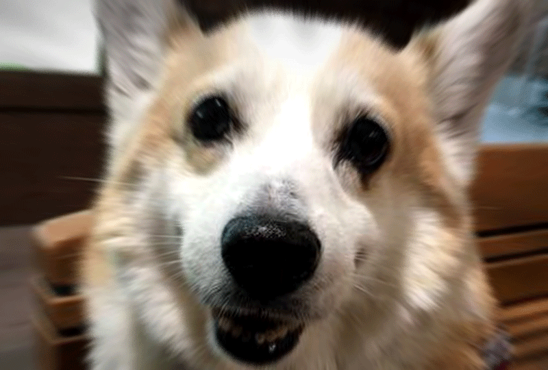 f:id:masami_takasu:20181118083309g:plain