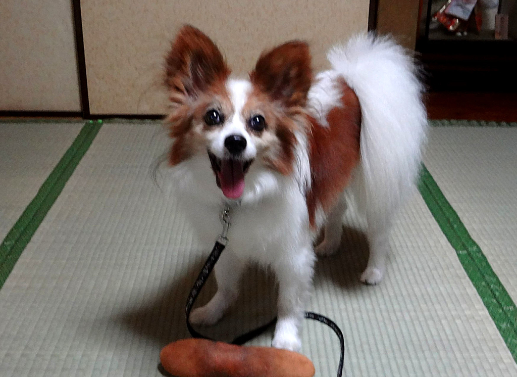 f:id:masami_takasu:20181121134854j:plain