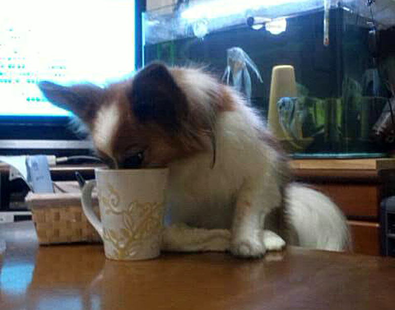 f:id:masami_takasu:20181121135548j:plain