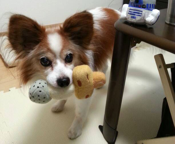 f:id:masami_takasu:20181121140406j:plain