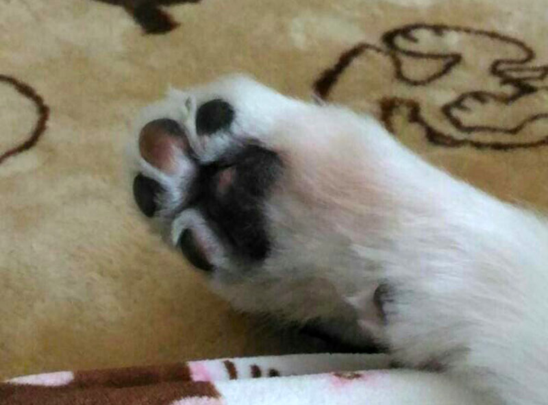 f:id:masami_takasu:20181121140911j:plain