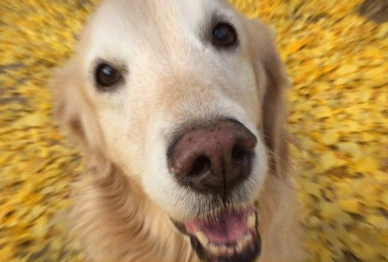 f:id:masami_takasu:20181125144816g:plain f:id:masami_takasu:20181125144816g:plain