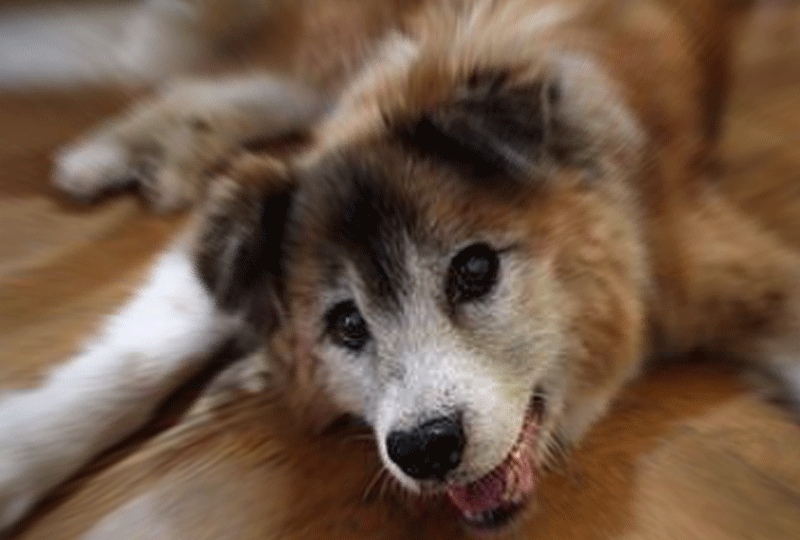 f:id:masami_takasu:20181130025534g:plain f:id:masami_takasu:20181130025534g:plain