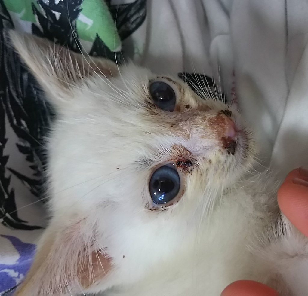 f:id:masami_takasu:20181206013847j:plain