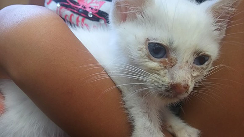 f:id:masami_takasu:20181206105226j:plain