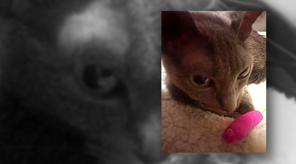 f:id:masami_takasu:20181210155702j:plain