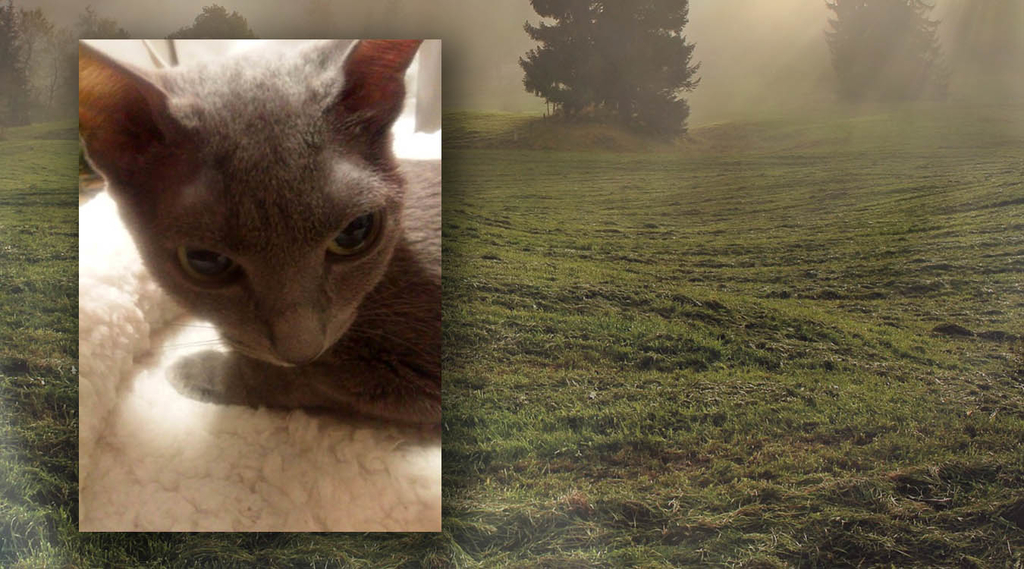 f:id:masami_takasu:20181210160318j:plain