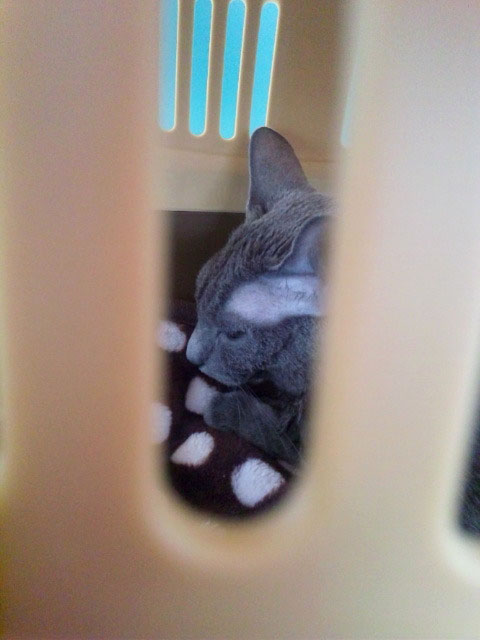 f:id:masami_takasu:20181210164244j:plain