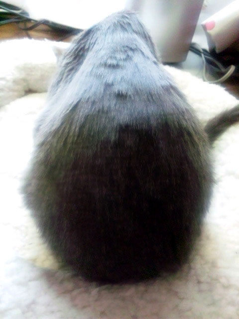 f:id:masami_takasu:20181212111208j:plain f:id:masami_takasu:20181212111208j:plain