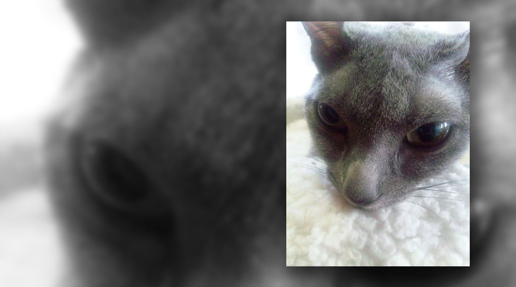 f:id:masami_takasu:20181212111531j:plain