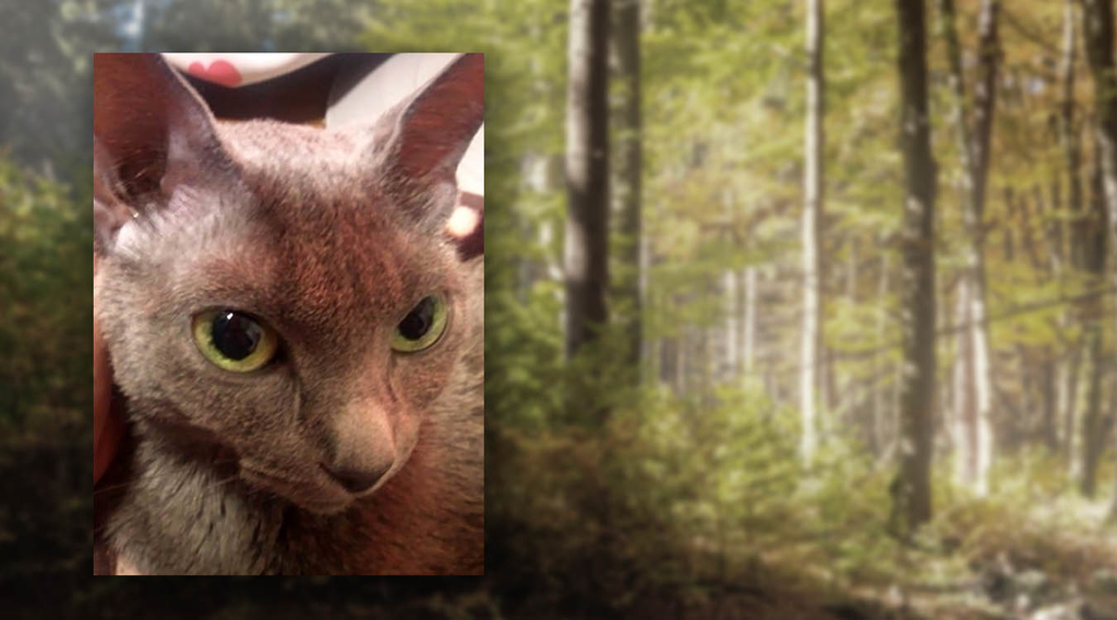 f:id:masami_takasu:20181212111656j:plain f:id:masami_takasu:20181212111656j:plain