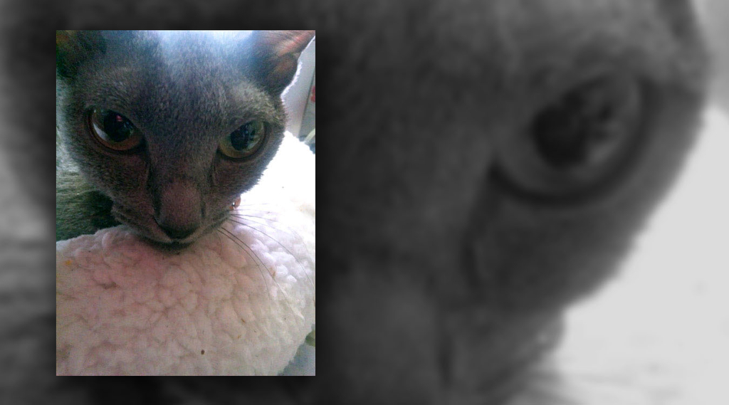 f:id:masami_takasu:20181212112622j:plain