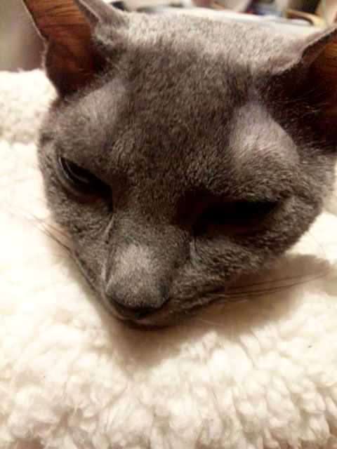 f:id:masami_takasu:20181213091117j:plain