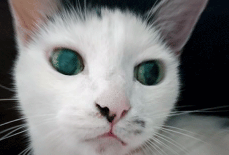 f:id:masami_takasu:20181216073914g:plain