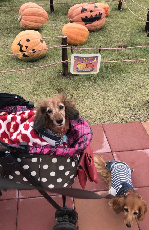 f:id:masami_takasu:20181216150606j:plain f:id:masami_takasu:20181216150606j:plain