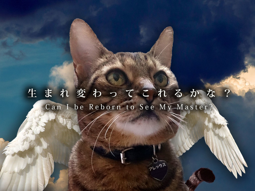 f:id:masami_takasu:20181224002156j:plain