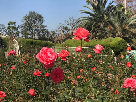 f:id:masami_takasu:20181230133540j:plain