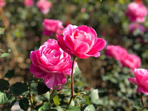 f:id:masami_takasu:20181230134428j:plain
