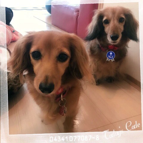 f:id:masami_takasu:20190103154819j:plain