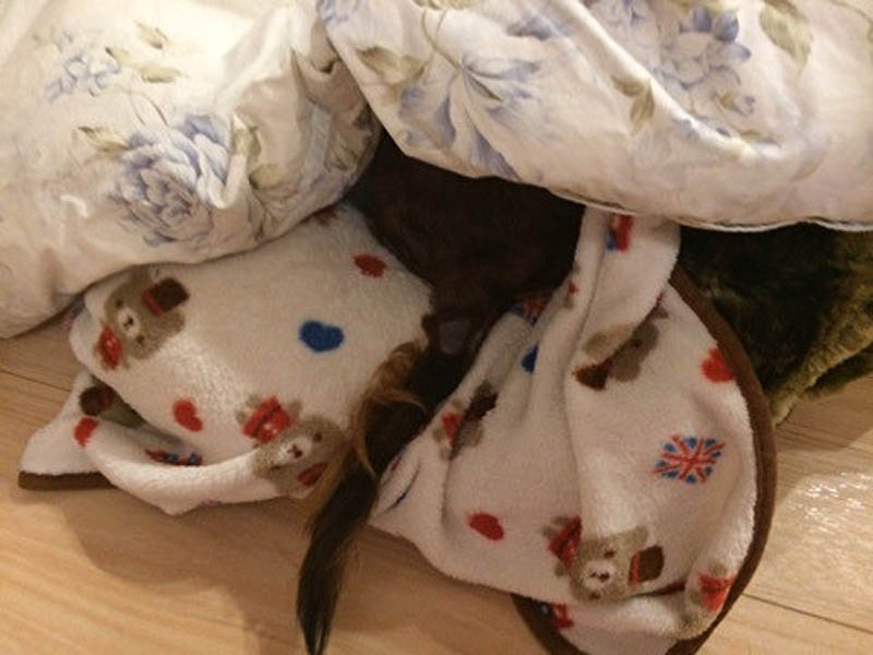 f:id:masami_takasu:20190103235714j:plain