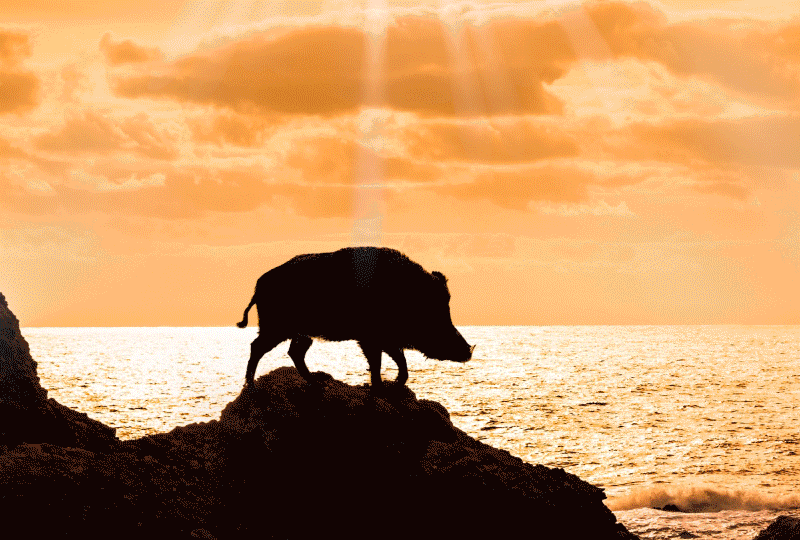 f:id:masami_takasu:20190106042056g:plain