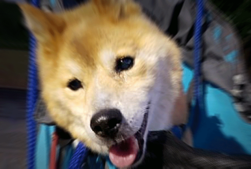 f:id:masami_takasu:20190106115507g:plain 老犬アルバム_扉