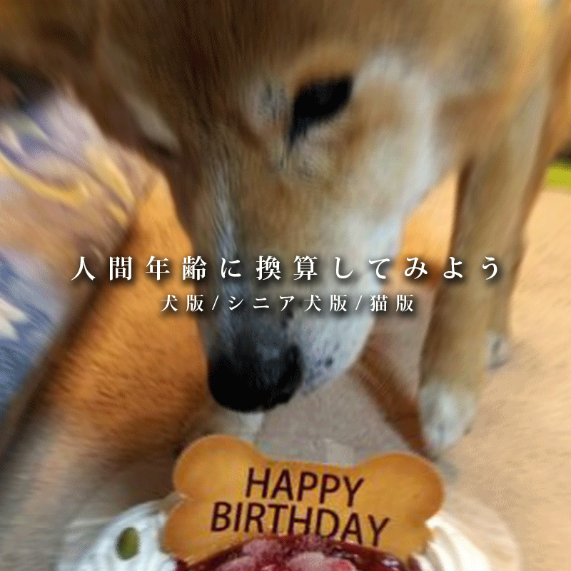 f:id:masami_takasu:20190109080729g:plain