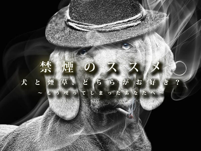 f:id:masami_takasu:20190118185511j:plain f:id:masami_takasu:20190118185511j:plain
