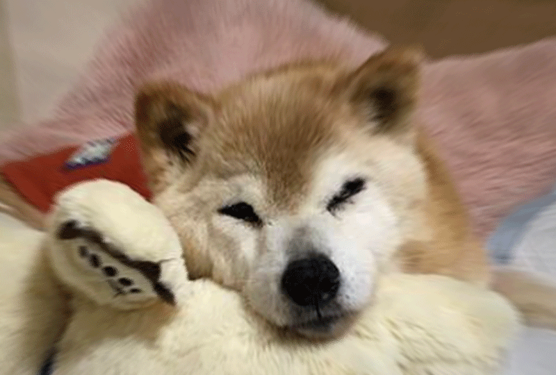 f:id:masami_takasu:20190120075945g:plain