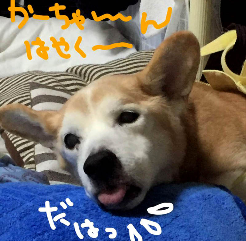 f:id:masami_takasu:20190120130110j:plain f:id:masami_takasu:20190120130110j:plain