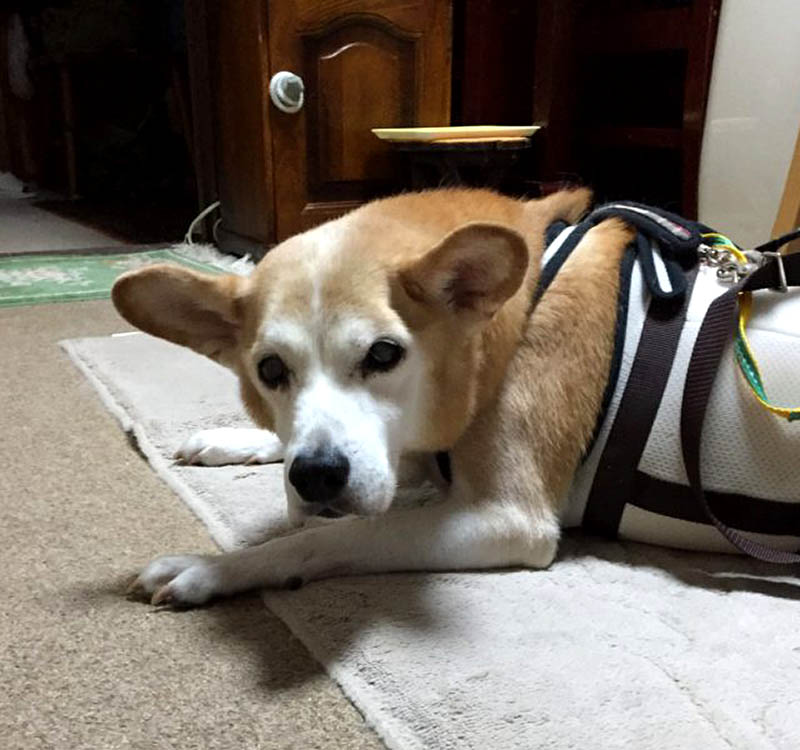 f:id:masami_takasu:20190120145540j:plain f:id:masami_takasu:20190120145540j:plain